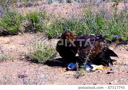 hunting golden eagle aka Berkut and its prey is the hare, Bokonbayevo, Kyrgyzstan 87317745