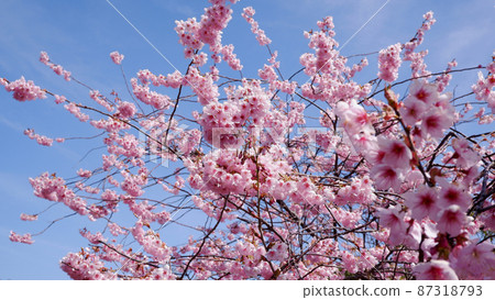 Otsu City Ojigaoka Park Hatsumi Yozakura in full bloom shining in the blue sky 87318793