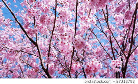 Otsu Ojigaoka Park, Hatsumi Yozakura in full bloom that shines in the blue sky 87318798