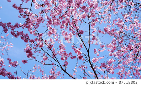 Otsu Ojigaoka Park, Hatsumi Yozakura in full bloom that shines in the blue sky Otsu Ojigaoka Park, Hatsumi Yozakura in full bloom that shines in the blue sky 87318802