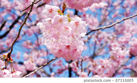 Otsu Ojigaoka Park, Hatsumi Yozakura in full bloom that shines in the blue sky Otsu Ojigaoka Park, Hatsumi Yozakura in full bloom that shines in the blue sky 87318805