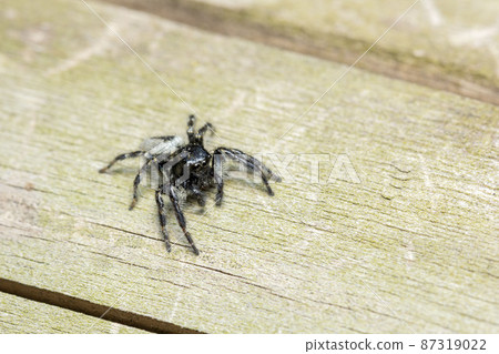Necohaetri 87319022