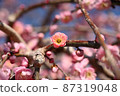 plum	 87319048