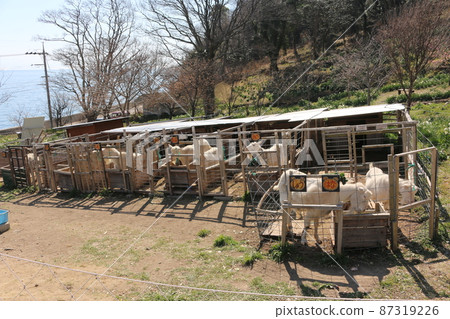 Goat on the island of Setouchi Goat on the island of Setouchi 87319226