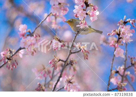Spring Kawazu cherry blossoms and white-eye Spring Kawazu cherry blossoms and white-eye 87319838