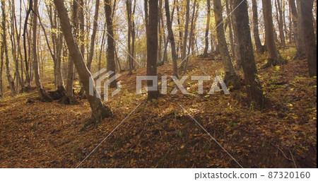 Autumn golden foliage covered the ground at the foot of the trees in the forest. Bright rays make their way between the trees and glare 87320160