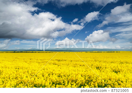 Yellow rape field on blue sky background Yellow rape field on blue sky background 87321005