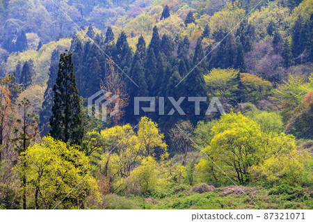 Spring has come and the scenery of the lush forest Spring has come and the scenery of the lush forest 87321071