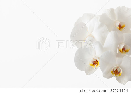 Branch of beautiful white orchid on white background with copy space (selective focus) 87321104