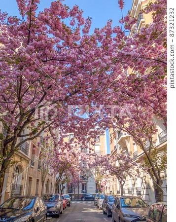 French cherry blossom trees 87321232