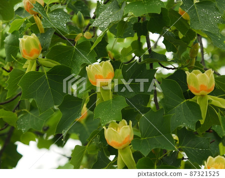 Tulip flowers Tulip flowers 87321525