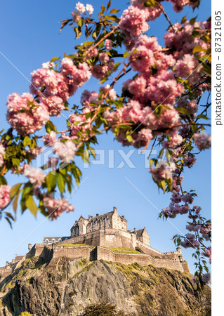 Edinburgh castle against blue sky with flowering tree during springtime in Scotland 87321605