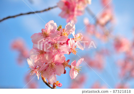 Flowers of Milky Way Flowers of Milky Way 87321818