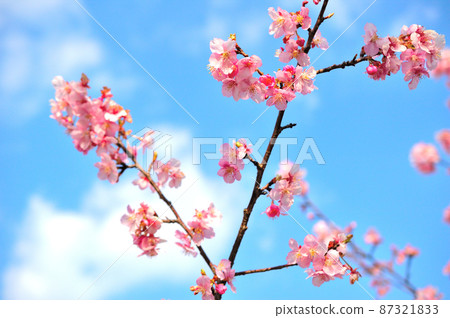 Flowers of Milky Way Flowers of Milky Way 87321833