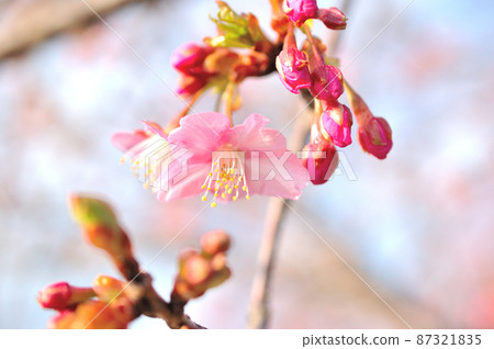 Flowers of Milky Way Flowers of Milky Way 87321835
