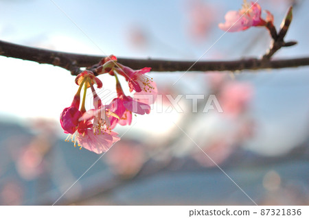 Flowers of Milky Way Flowers of Milky Way 87321836