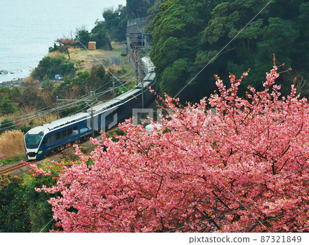 Kawazu cherry blossoms and limited express train 87321849