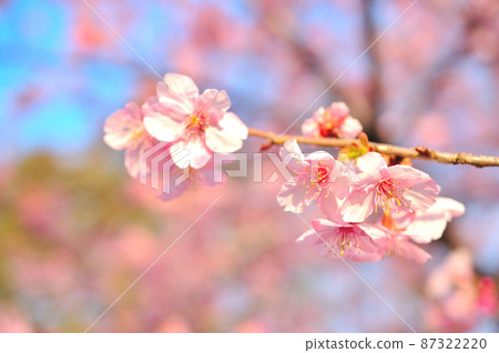 Flowers of Milky Way Flowers of Milky Way 87322220