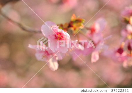Flowers of Milky Way Flowers of Milky Way 87322221