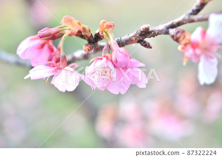Flowers of Milky Way Flowers of Milky Way 87322224