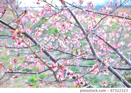 Flowers of Milky Way Flowers of Milky Way 87322323