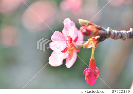 Flowers of Milky Way Flowers of Milky Way 87322329