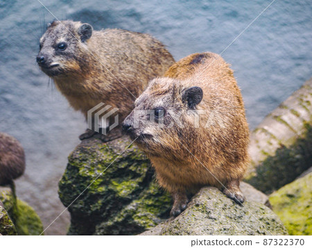 Rock Hyrax in Shizuoka / Fuji Safari Park 87322370