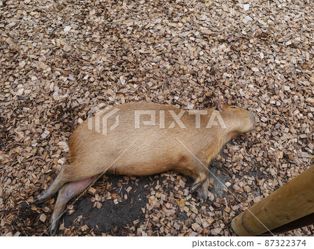 水豚在靜岡富士野生動物園打盹 水豚在靜岡富士野生動物園打盹 87322374