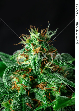 Flowering cannabis plant with white and yellow stigmas and many trichomes Flowering cannabis plant with white and yellow stigmas and many trichomes 87322441