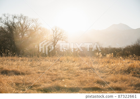 Warm light grass around sunset 87322661