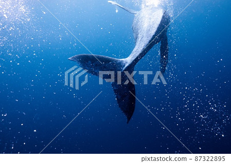 Thank you for playing a lot, whale 87322895