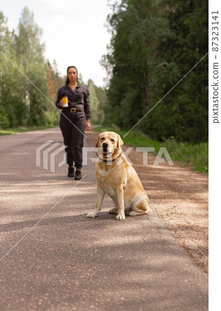 service dog fawn labrador retriever good friend sits on road and his coach service dog fawn labrador retriever good friend sits on road and his coach 87323141