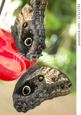 Caligo butterfly family of the Nymphalidae known as owl butterfly 87323784