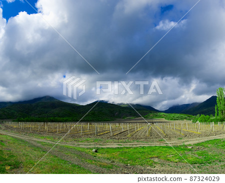Panorama of the vineyards, in autumn, in the Alishta, Crimea, Ukraine 87324029