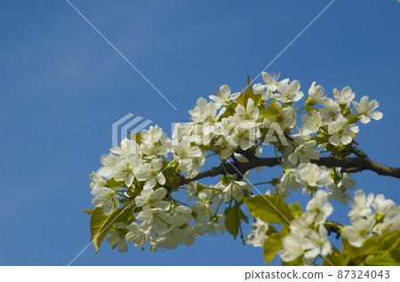 Flowers, cherry blossoms on the branches on a spring day. Beautiful spring background. Spring flowering in the garden wallpaper. Beautiful blossoming flowers of apple trees in the park. 87324043