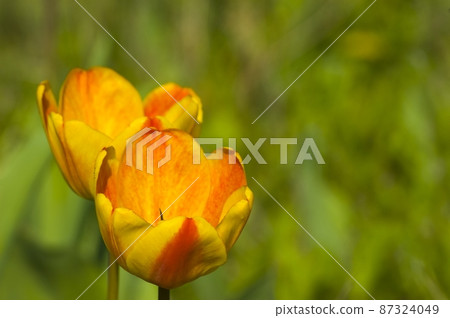 Frame Square Captivating tulips blooming under sunlight with crowd of people in the backgroud Frame Square Captivating tulips blooming under sunlight with crowd of people in the backgroud 87324049