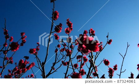 早春風光 藍天梅花紅梅 早春風光 藍天梅花紅梅 87324061