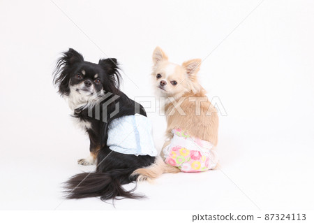 白色長外套吉娃娃配禮儀尿布和黑色長外套吉娃娃配禮儀褲 87324113