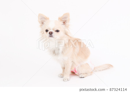 Cream-colored long coat Chihuahua with manners diapers on a plain white background 87324114