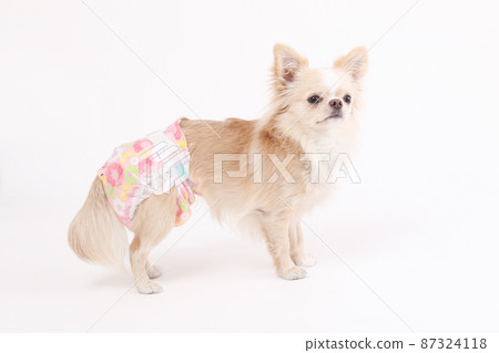 Cream-colored long coat Chihuahua with manners diapers on a plain white background 87324118