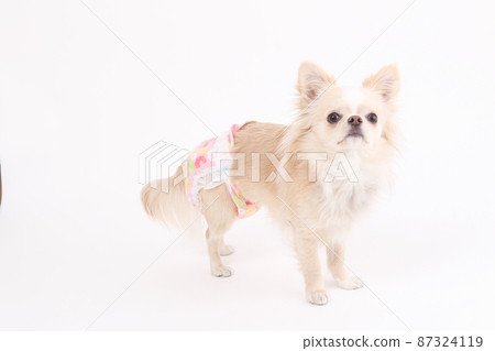 Cream-colored long coat Chihuahua with manners diapers on a plain white background 87324119