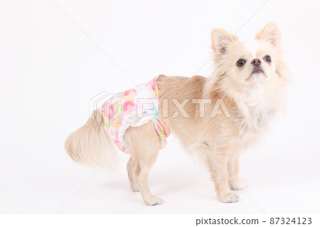 Cream-colored long coat Chihuahua with manners diapers on a plain white background 87324123
