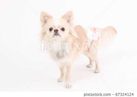 Cream-colored long coat Chihuahua with manners diapers on a plain white background 87324124