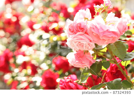Peach roses in the light Peach roses in the light 87324393