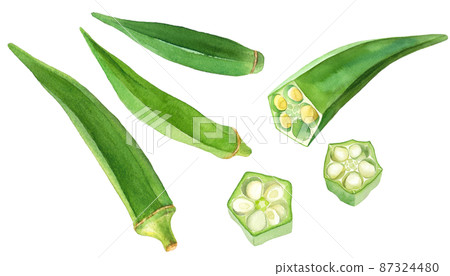 Fresh okra watercolor illustration set. Summer vegetable. 87324480