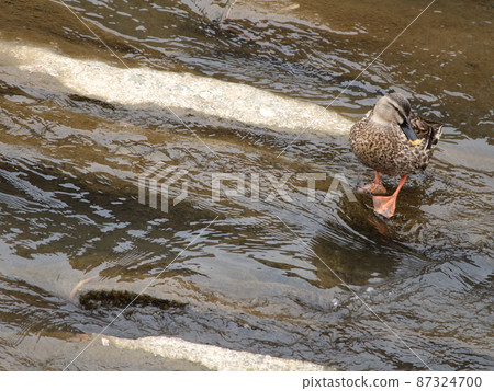 Spot-billed ducks standing in a river island and looking at something Spot-billed ducks standing in a river island and looking at something 87324700