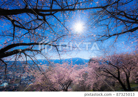 The arrival of spring Kawazu cherry blossoms and rape blossoms 87325013