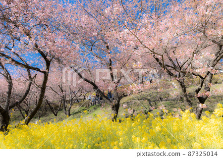 The arrival of spring Kawazu cherry blossoms and rape blossoms The arrival of spring Kawazu cherry blossoms and rape blossoms 87325014