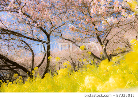 The arrival of spring Kawazu cherry blossoms and rape blossoms 87325015