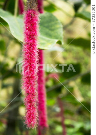 Green leaf tree with hanging red flowers Green leaf tree with hanging red flowers 87325301